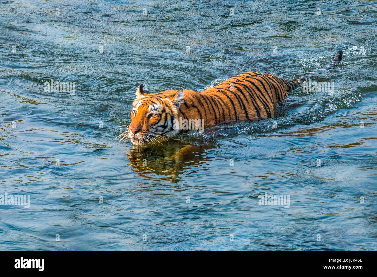 Tiger Flussüberquerung Stockfoto