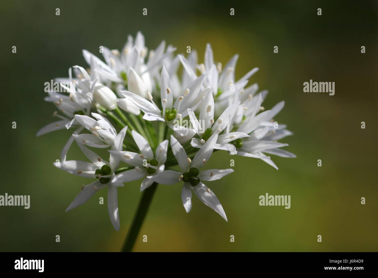 Blüte Blüten gedeihen blühende Makro Nahaufnahme Makro Aufnahme schließen Sie Ansicht Stockfoto