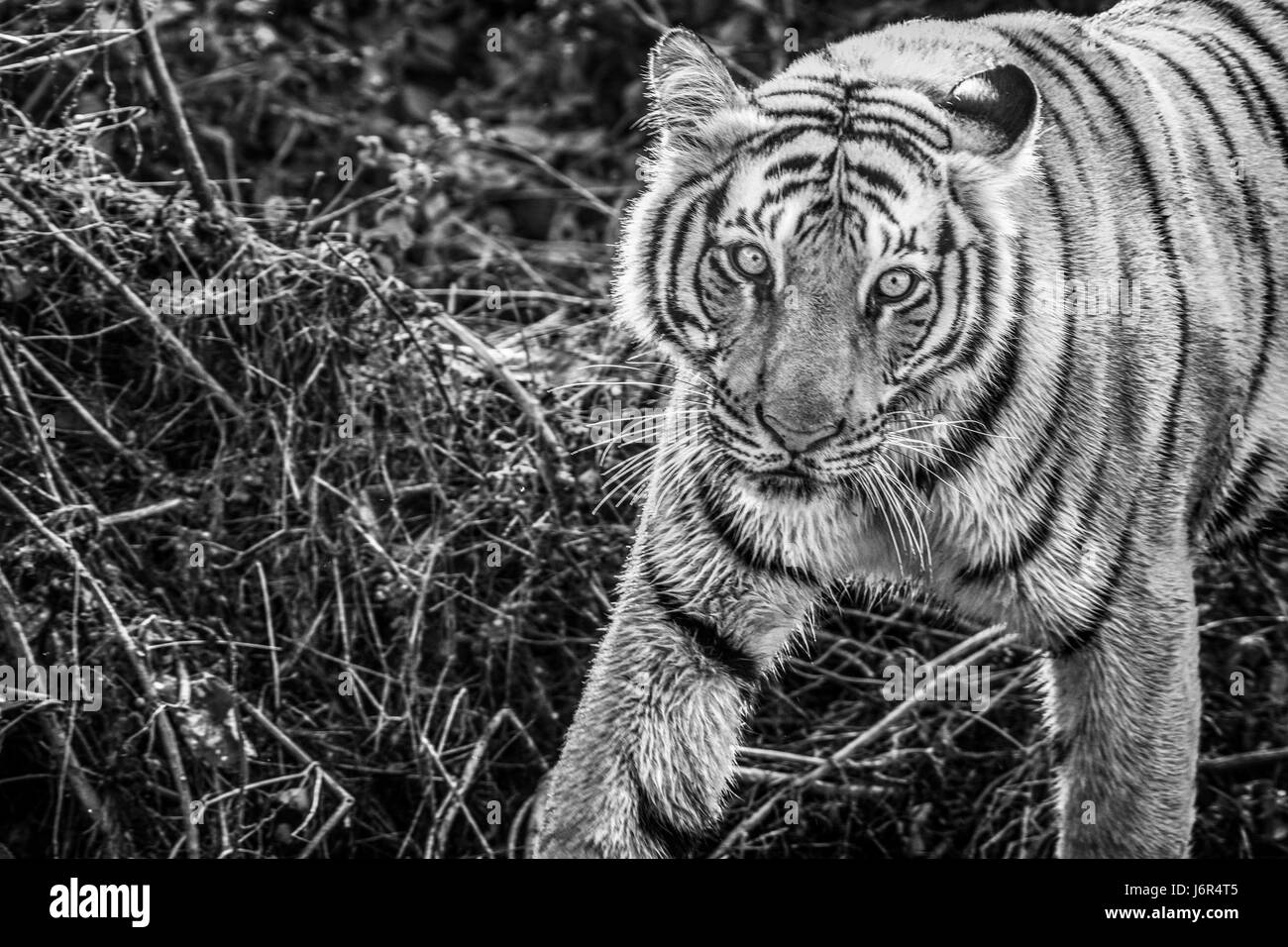 Tiger in Bewegung Stockfoto