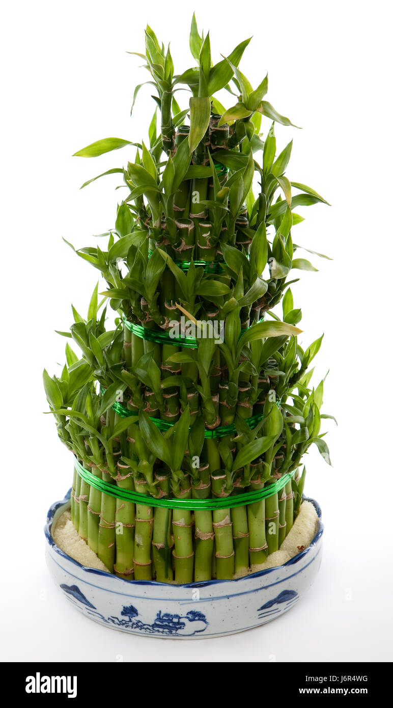 Bambus Blatt Dekoration Anordnung dekorativen Bambus Blatt Bambuspflanze  Stockfotografie - Alamy