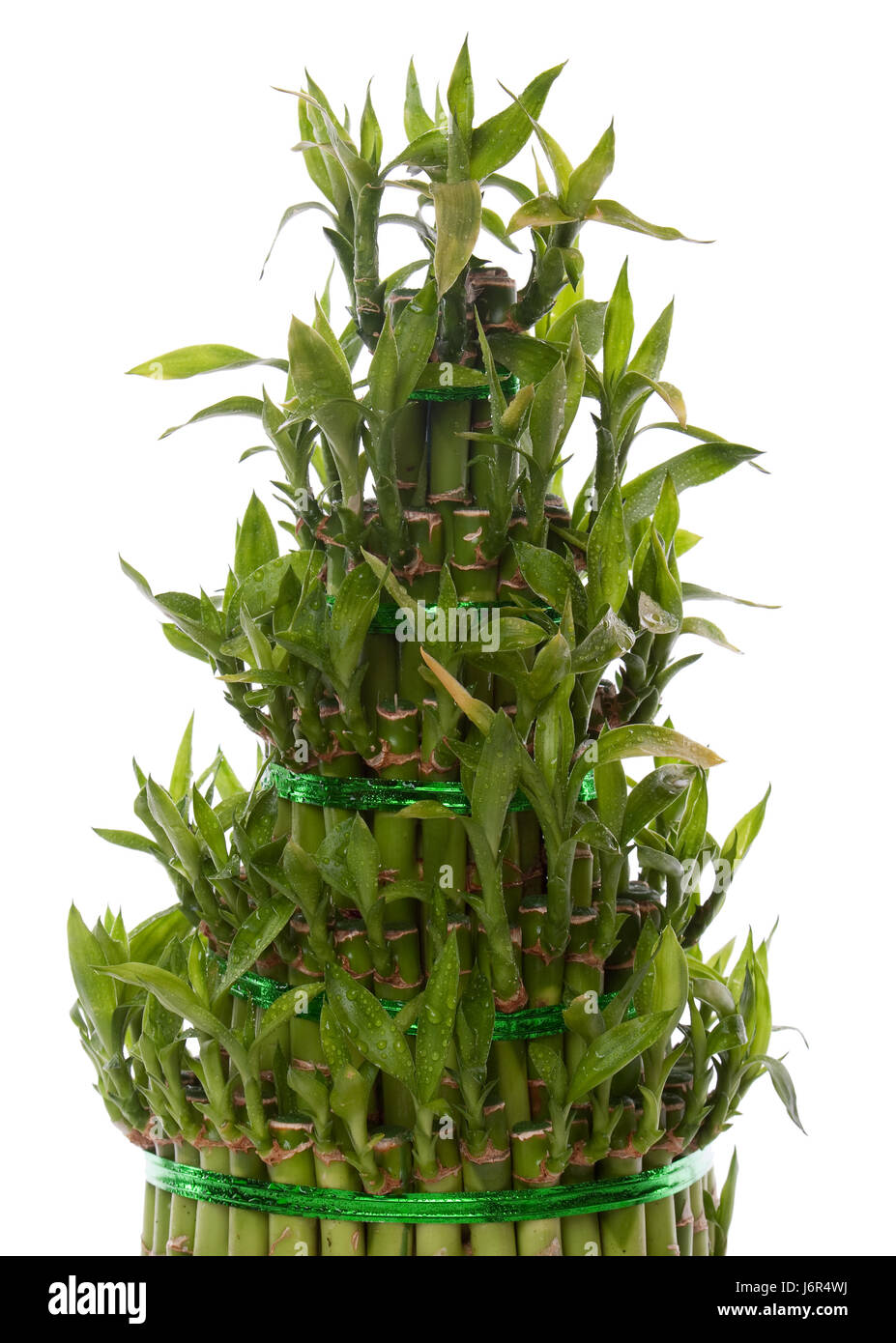 Bambus Blatt Dekoration Anordnung dekorativen Bambus Blatt Bambuspflanze  Stockfotografie - Alamy