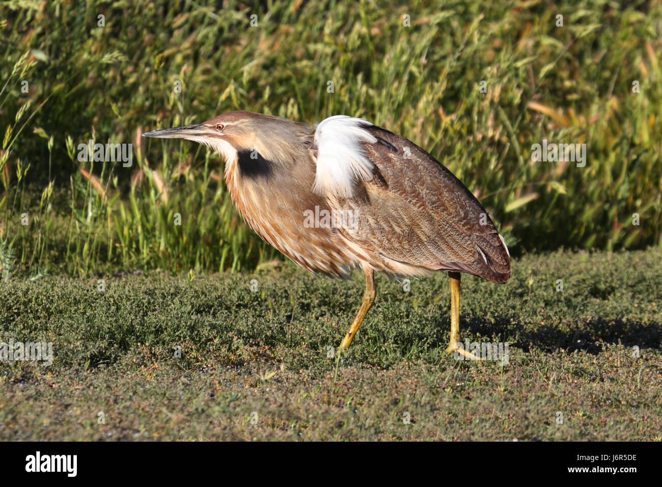 amerikanische tierischen Sumpf Vögel Wildtiere Reiher Natur Tier Fauna wild Sumpf Vögel Stockfoto