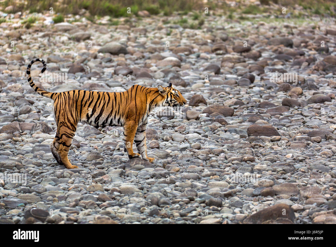 Tiger in Bewegung Stockfoto