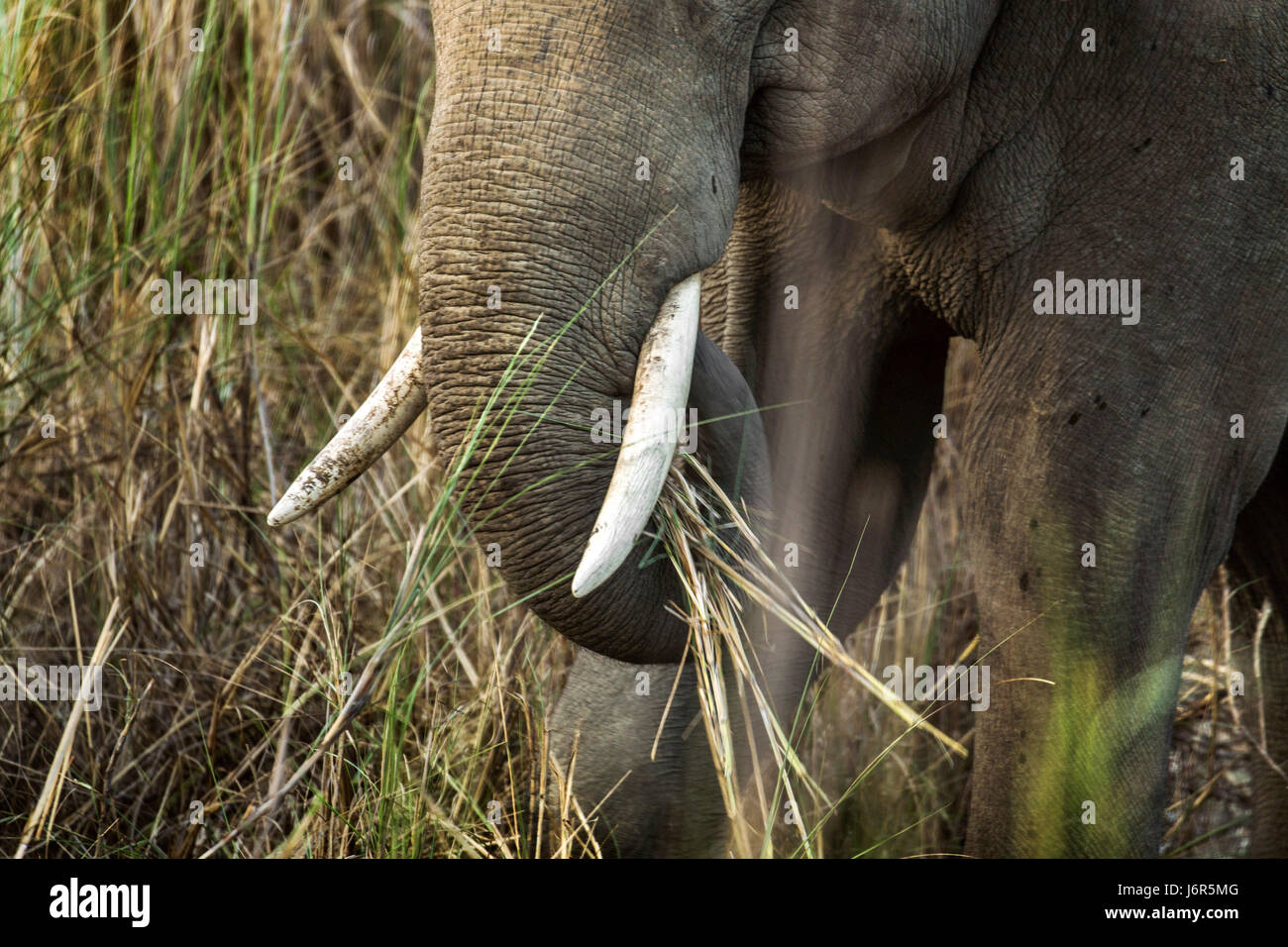 Elefantenherde Stockfoto