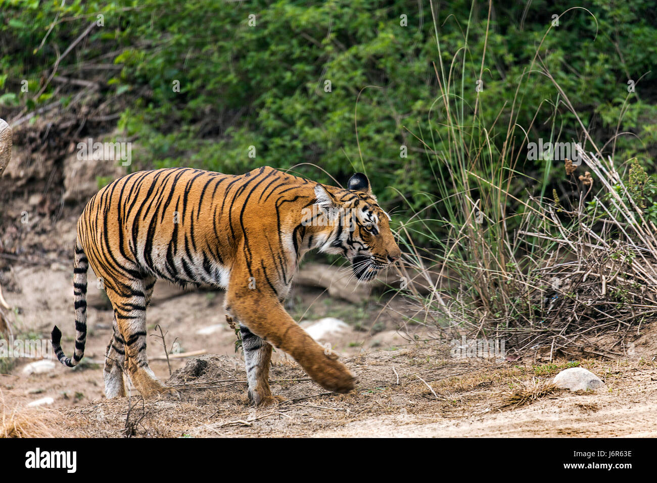 Tiger in Bewegung Stockfoto