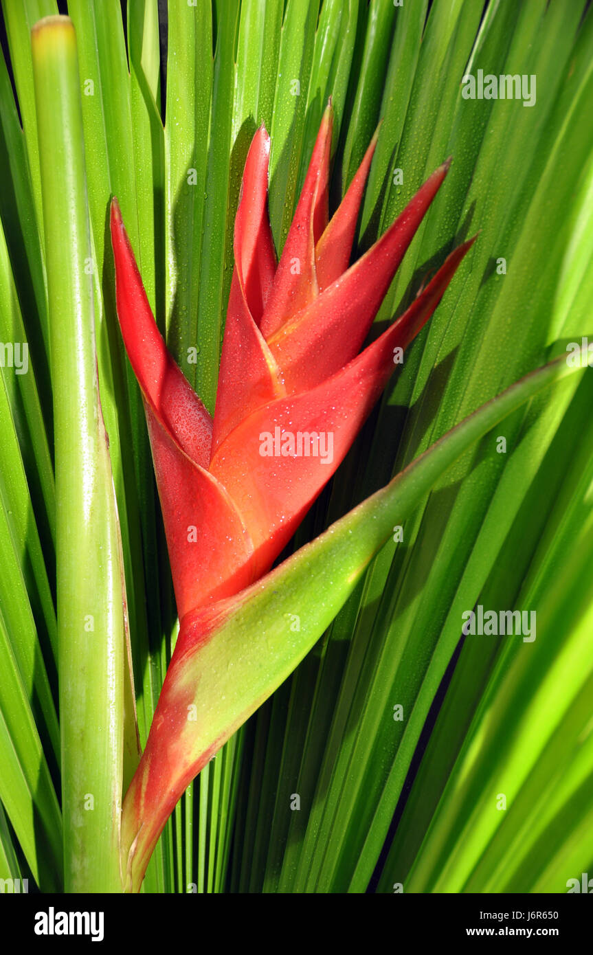 Blume Pflanze Blüte Blüte gedeihen blühenden exotischen Rasen grün rot  schöne Stockfotografie - Alamy