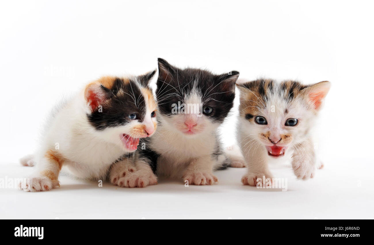 Tier kleine winzige kleine kurze Cub Baby paw Katze Baby Kätzchen zum Verrücktwerden pert Stockfoto