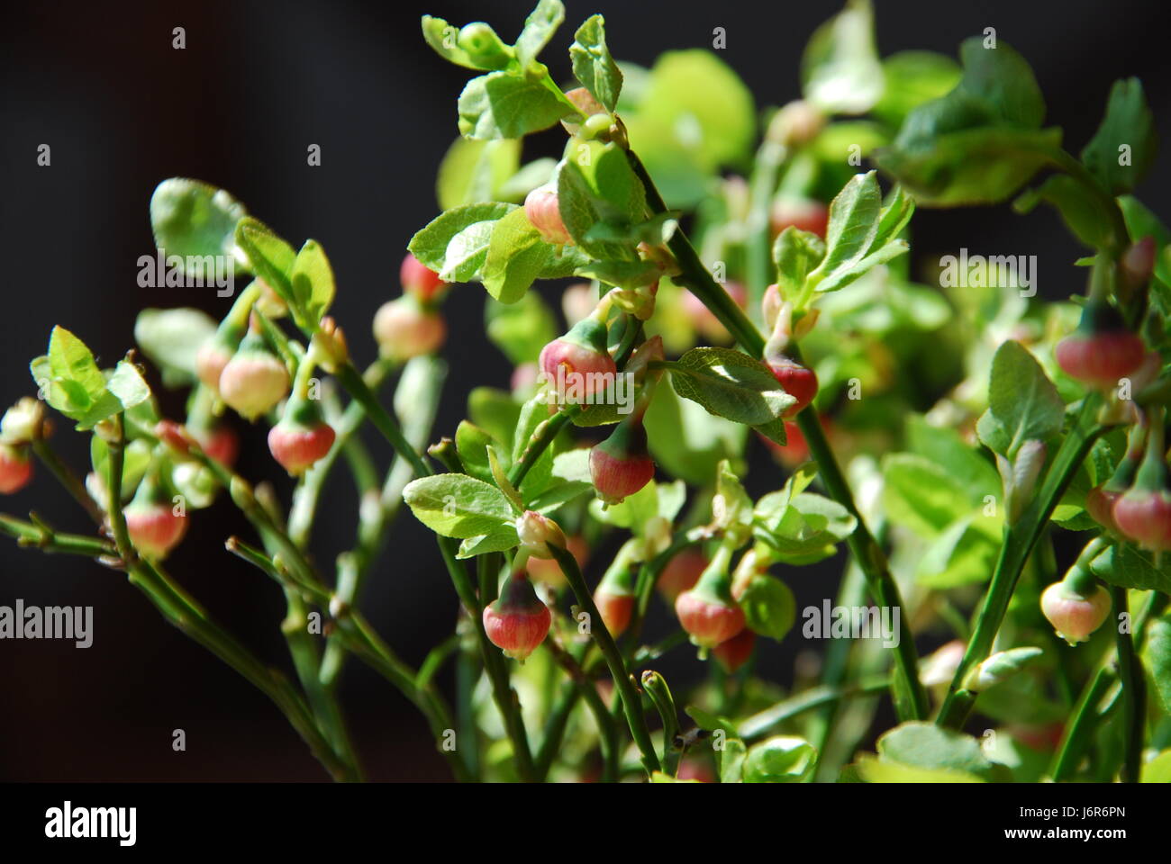 Büsche Schweden Blüten Strauch Beeren Beere bluten Heidelbeeren ...
