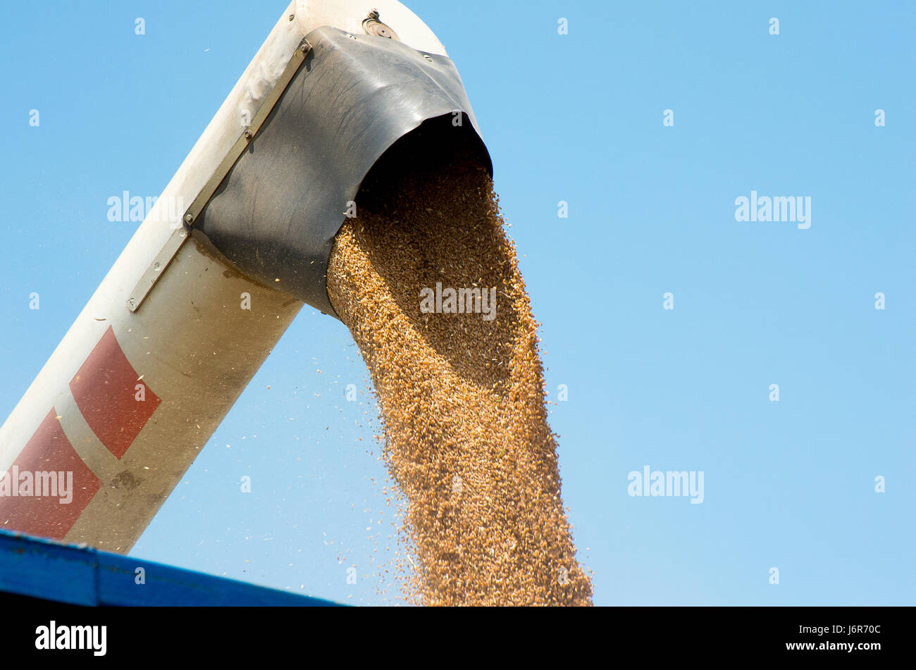 Harvester lädt geernteten Getreide. Stockfoto