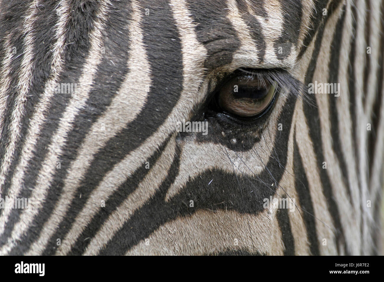 Auge Orgel schwarze dunkelhäutige kohlschwarze tiefschwarze Zebra design Gestaltung Bildung Stockfoto