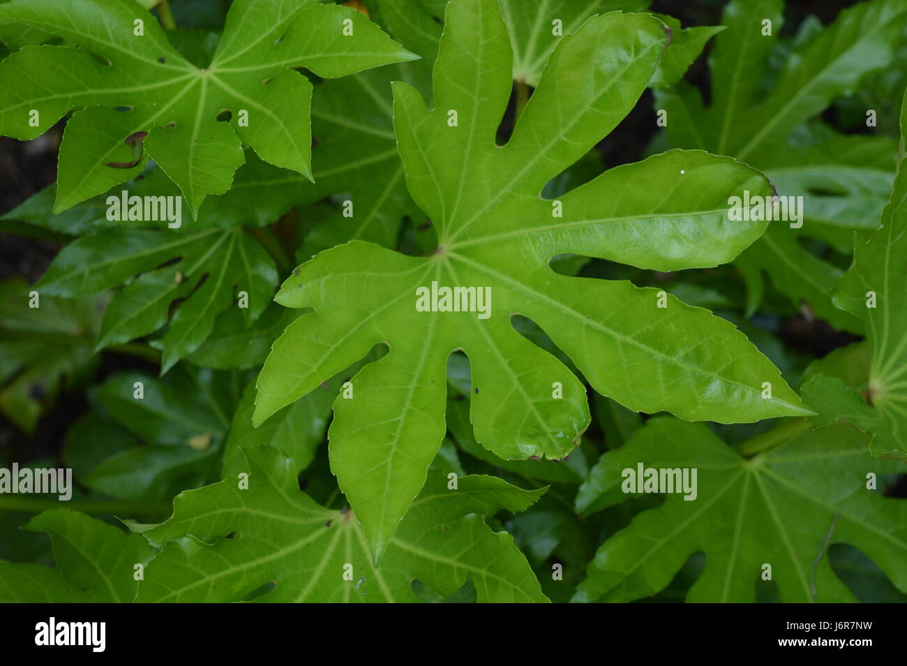 Gartenblumen Stockfoto