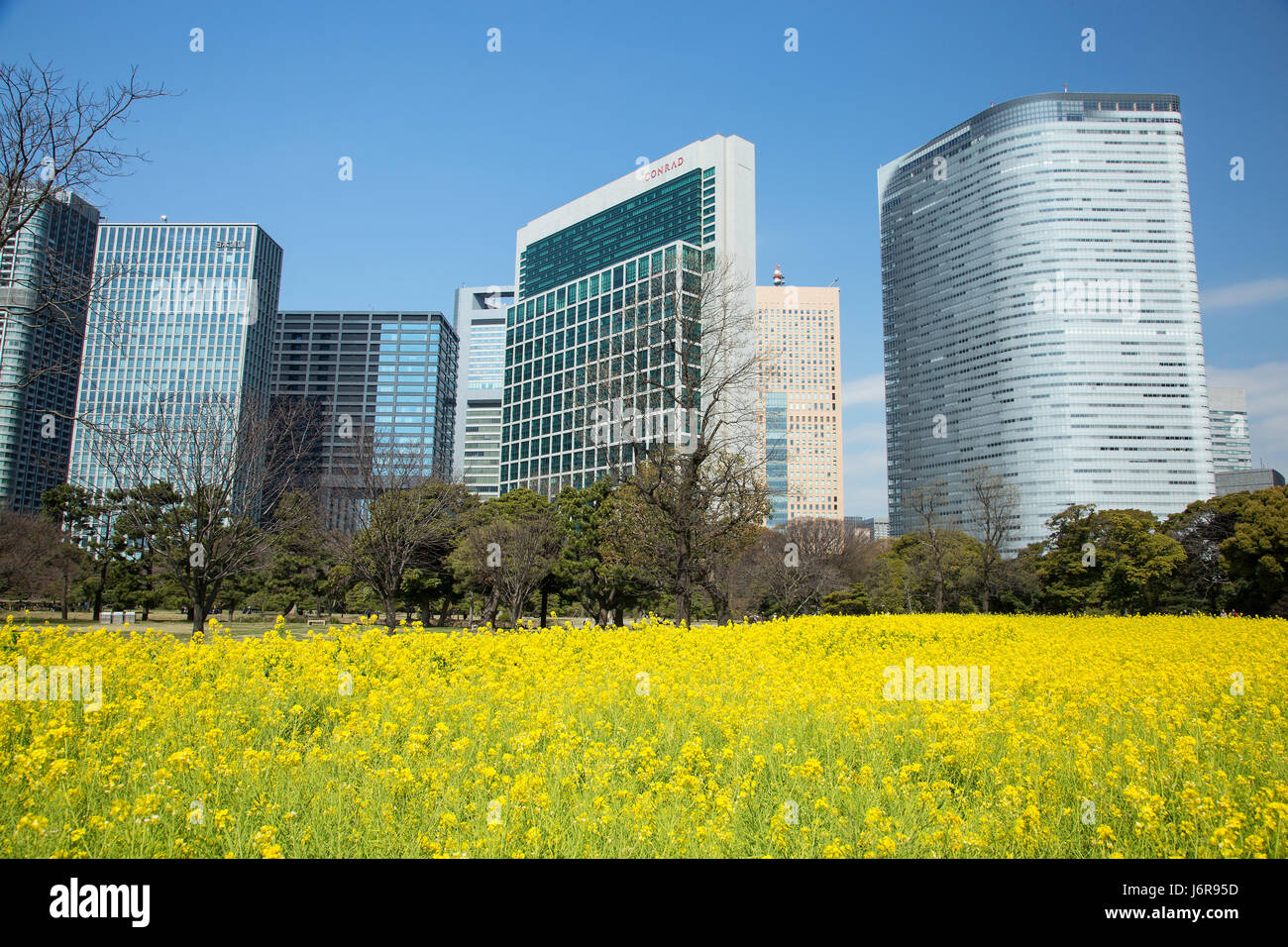 Ein Feld von gelben Blumen vor der Conrad Hilton in Tokio, Japan. Stockfoto