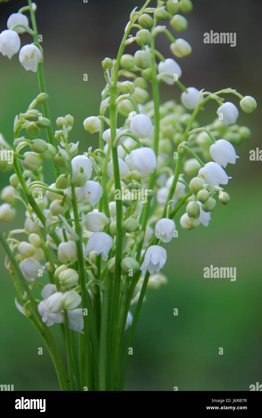 Lilie der Senke Blume Pflanze Blumen Schweden Bukett zarte Mai landlive Stockfoto