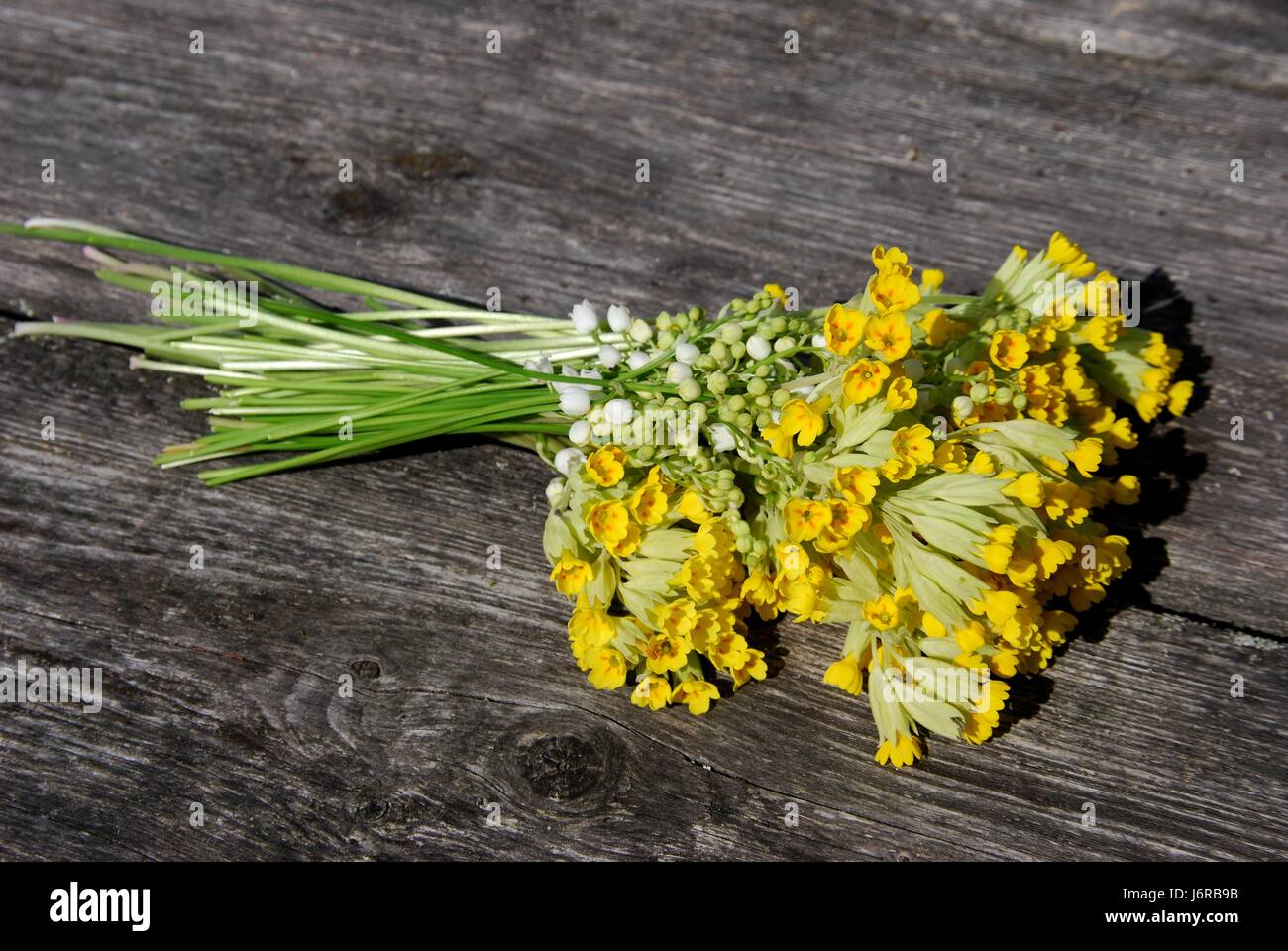 Still-Leben Landlive Maiglöckchen Pflanze Blumen Schweden Blumenstrauß Stockfoto