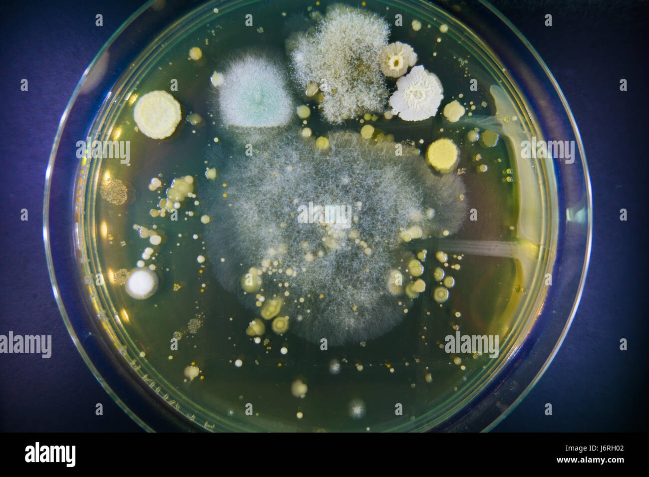 Petrischalen mit wachsender Mikroflora. Hygiene Räumlichkeiten Restaurants zu studieren. Lebensmittelsicherheit Stockfoto