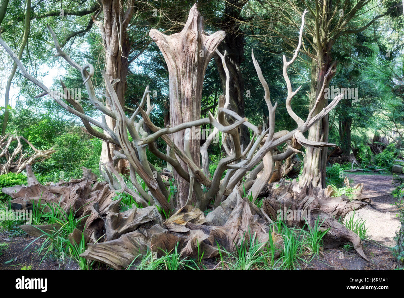 Bezaubernde Baum Stumpery in ein formaler englischer Garten Stockfoto