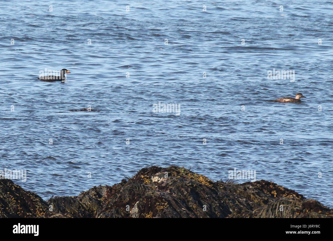 Die Black Scoter, eine Art der Meeresente, wurde am 20. Mai 2015 im Rockingham County, New Hampshire, fotografiert. Diese Art ist bekannt für ihr dunkles Gefieder und ihren ozeanischen Lebensraum. Stockfoto