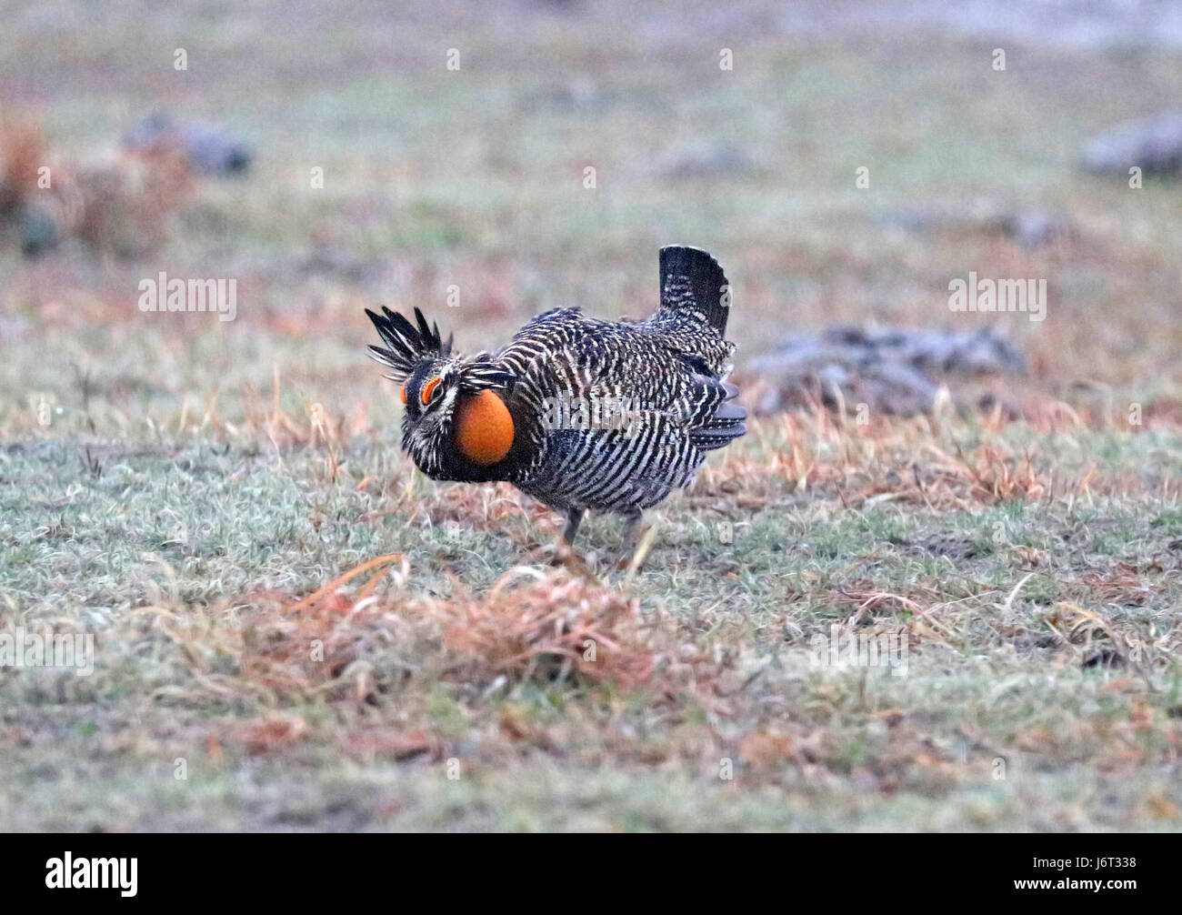 087 - größere PRAIRIE-Huhn (17.04.2016) Yuma county, co -15 (26652236261) Stockfoto