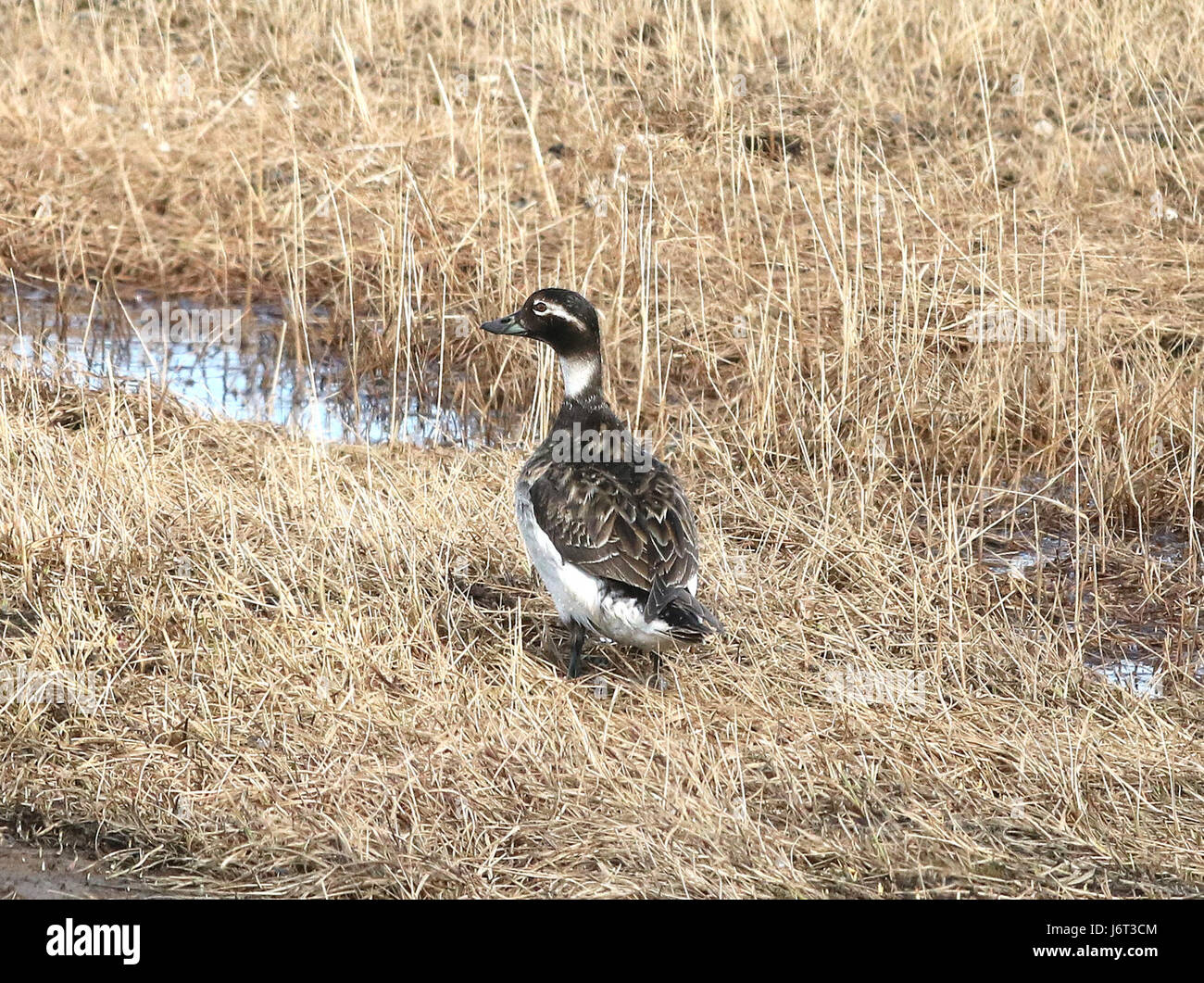 056 - EISENTE (15.06.2016) Barrow, Alaska-04 (27599679743) Stockfoto