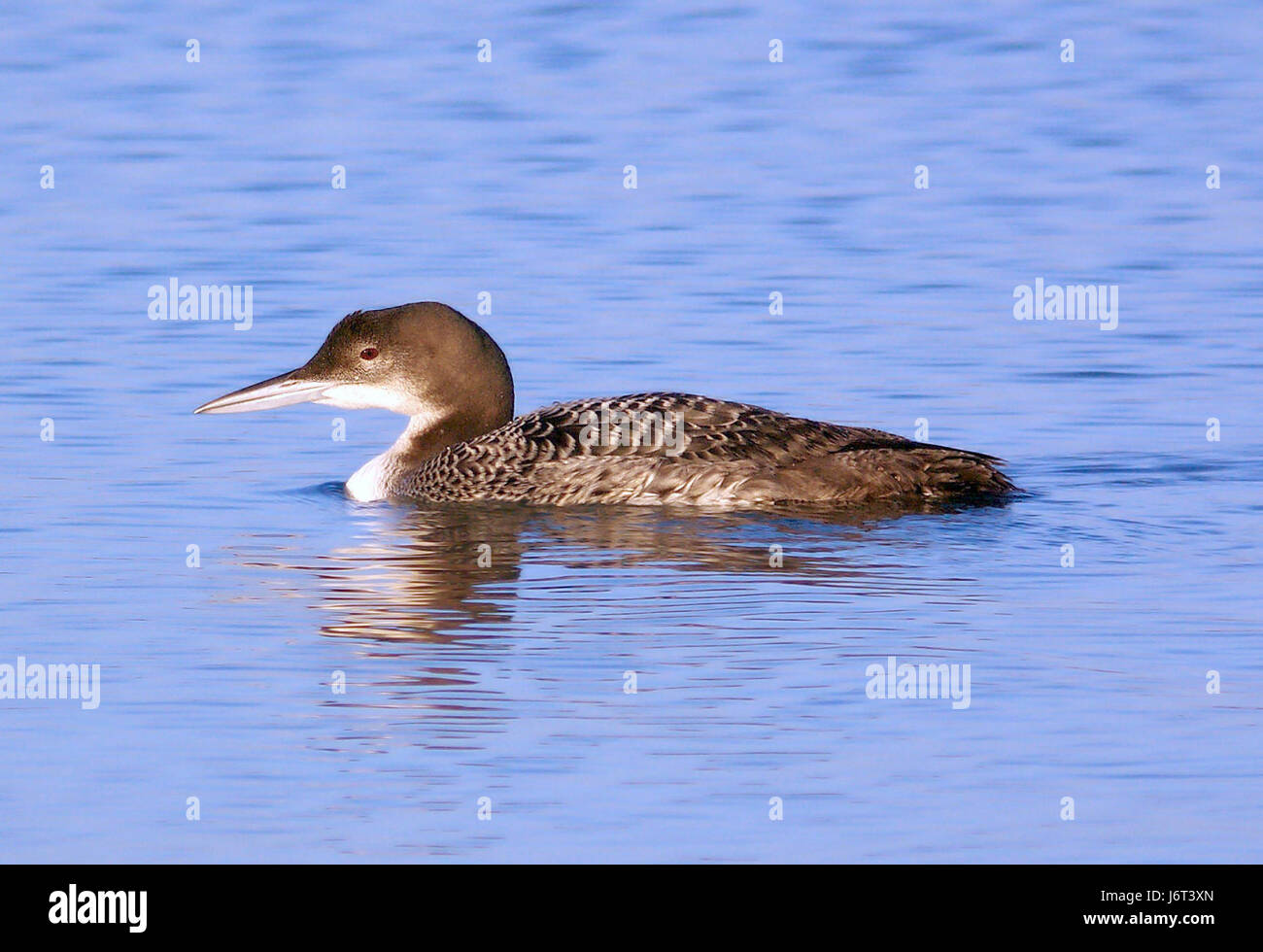 093 - COMMON LOON (21.11.07) Morro Bay, Wort, ca (2) (8720324483) Stockfoto