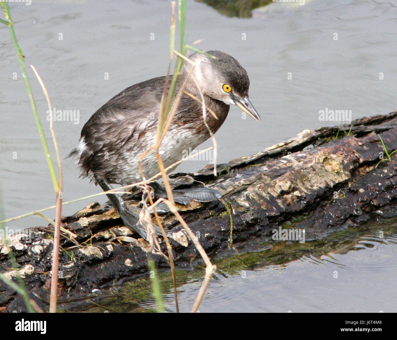 Der geringste Grebe ist ein kleiner Wasservogel, der häufig in Gewässern wie Teichen und Sümpfen zu finden ist. Diese Sichtung in Sabal Palm, Texas, ist ein Beispiel für den Lebensraum des Vogels im Süden der Vereinigten Staaten. Stockfoto