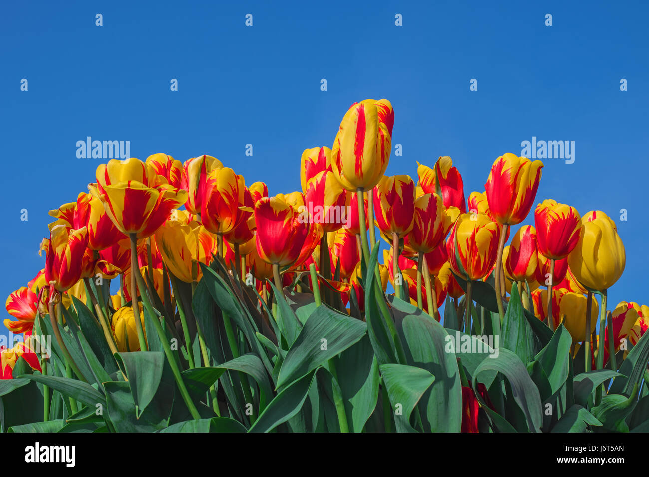 Tulips park in amsterdam netherlands Fotos und Bildmaterial in hoher