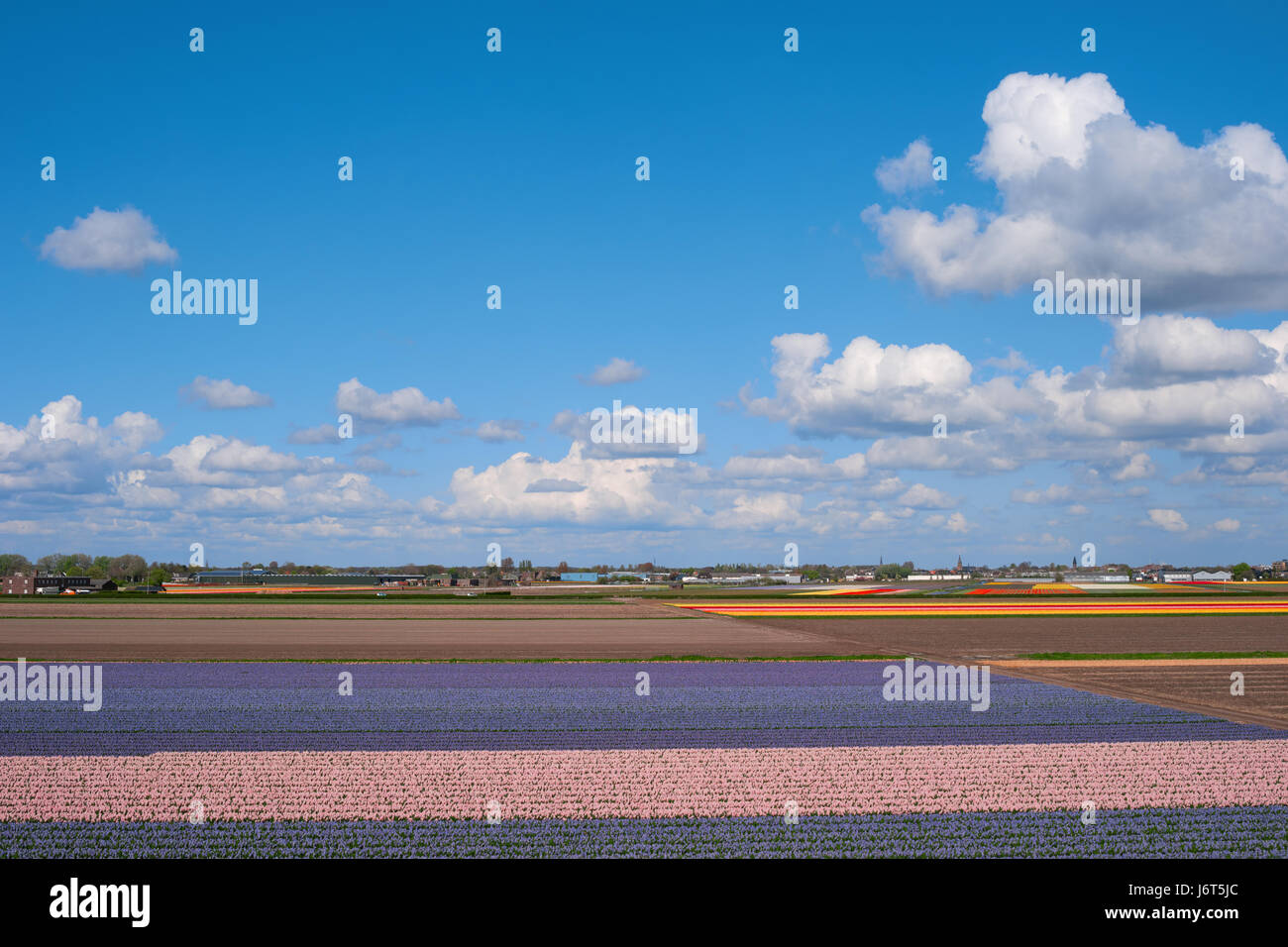 Luftaufnahme von Blume Felder, Niederlande, Europa. Berühmten Blumenfelder mit bunten Blumen in Holland. Niederländischen Bauernhof mit Tulpen. Schöner Frühling landet Stockfoto