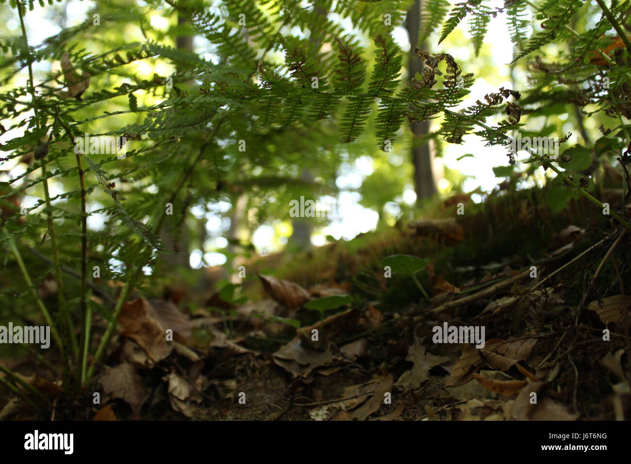 Waldboden Stockfoto