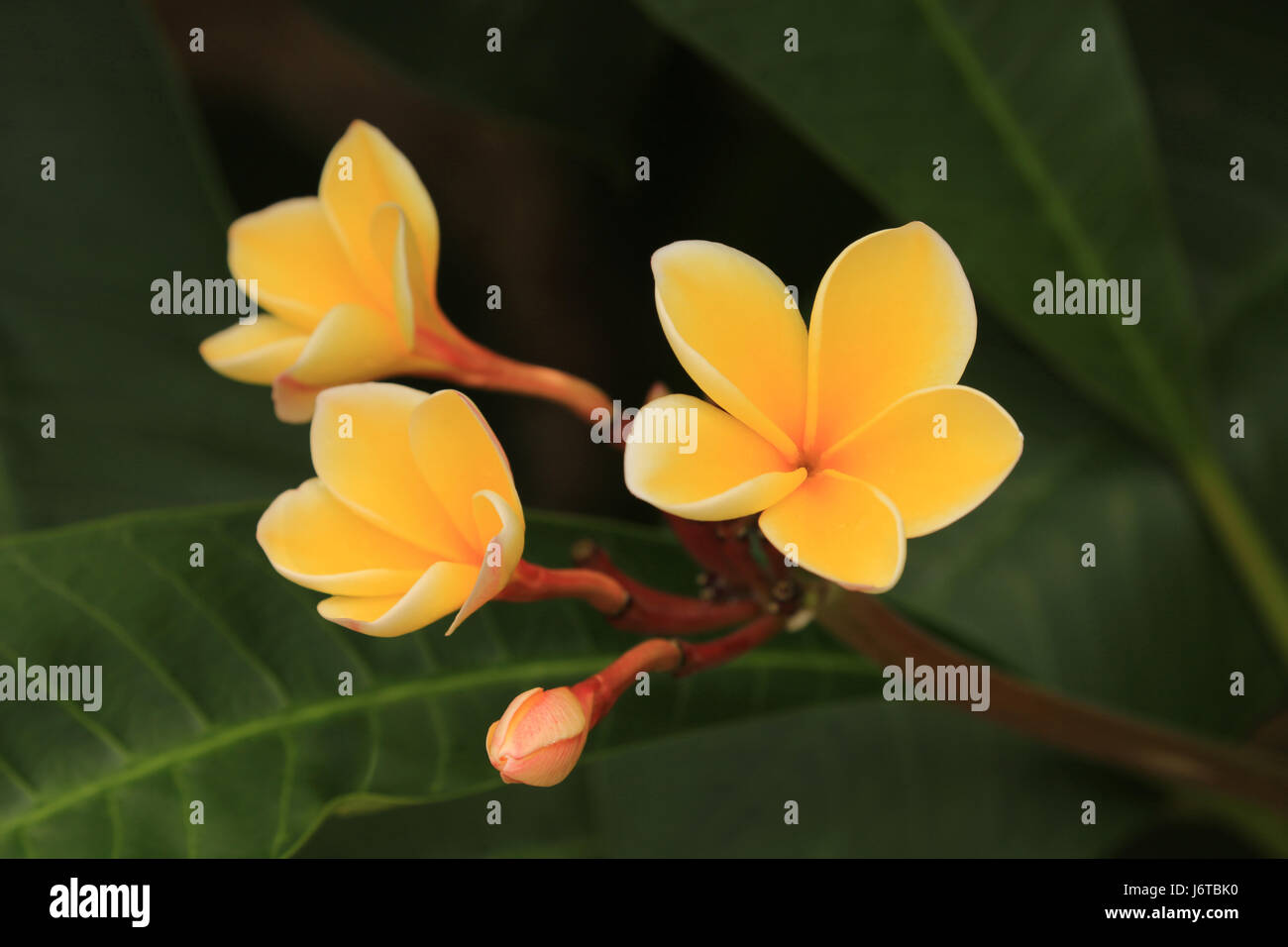 Blühende Plumeria (Frangipani), Frühjahr blühen, Hawaii Stockfoto