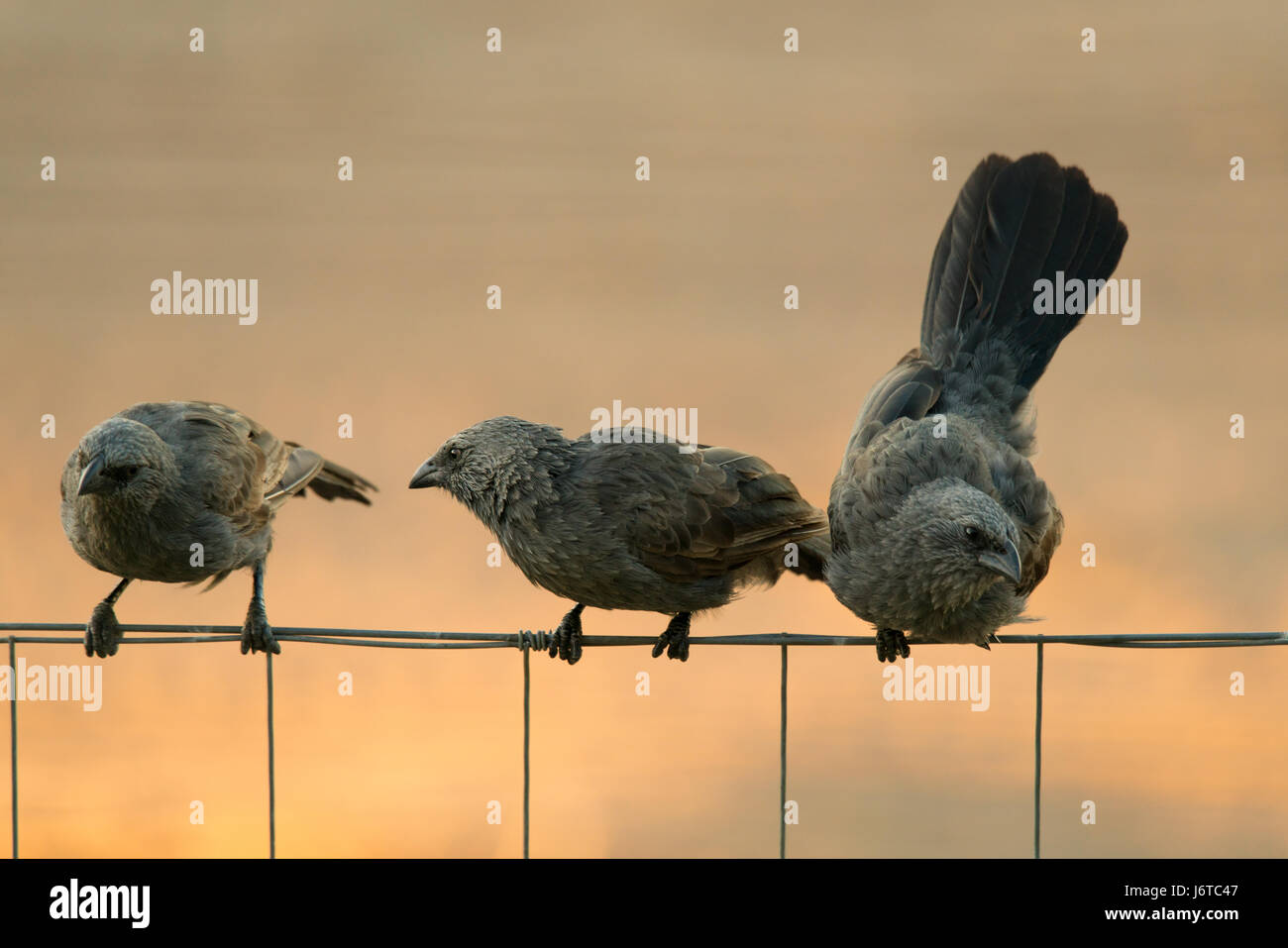 Australische gebürtige Apostlebirds / Struthidea Cinerea auf einem Zaun Stockfoto