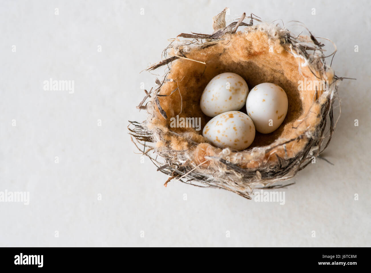 Vogel-Nest von einem winzigen Honigfresser mit drei gesprenkelten Eiern Stockfoto
