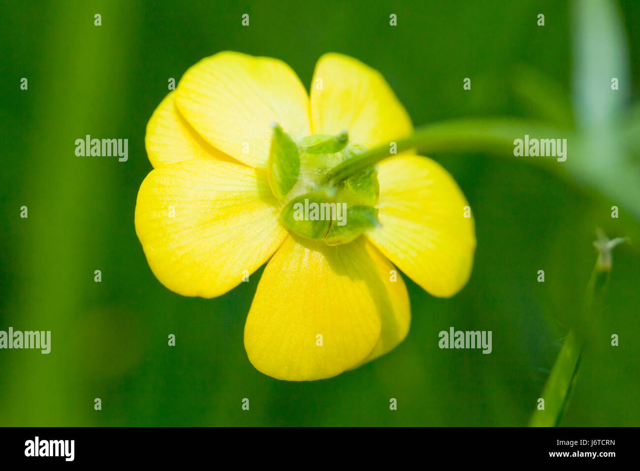 St. Anthony's Rübe Blume, aka knolligen Hahnenfuß (Ranunculus bulbosus) - USA Stockfoto