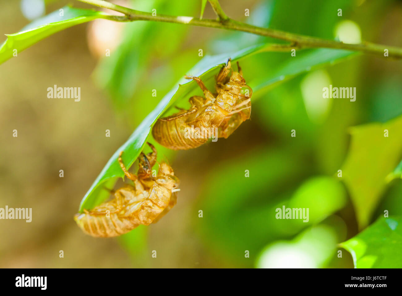 Brut X Zikade (Magicicada) Exoskelett/Zikade Schalen - Virginia USA Stockfoto