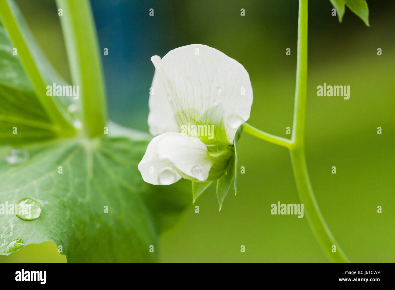 Snow Pea Blume (Pisum Sativum var. Saccharatum) Stockfoto