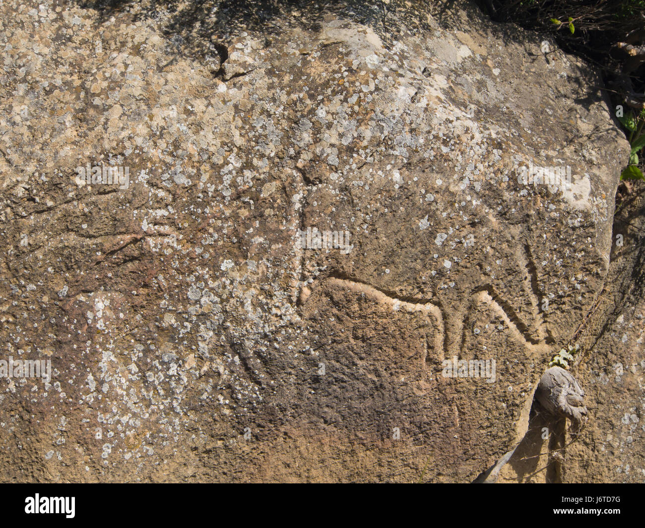 Gobustan National Park südlich von Baku in Aserbaidschan, bietet atemberaubende Landschaften und 6000 alte Petroglyphen, ein Unesco Weltkulturerbe, Wildschwein Stockfoto