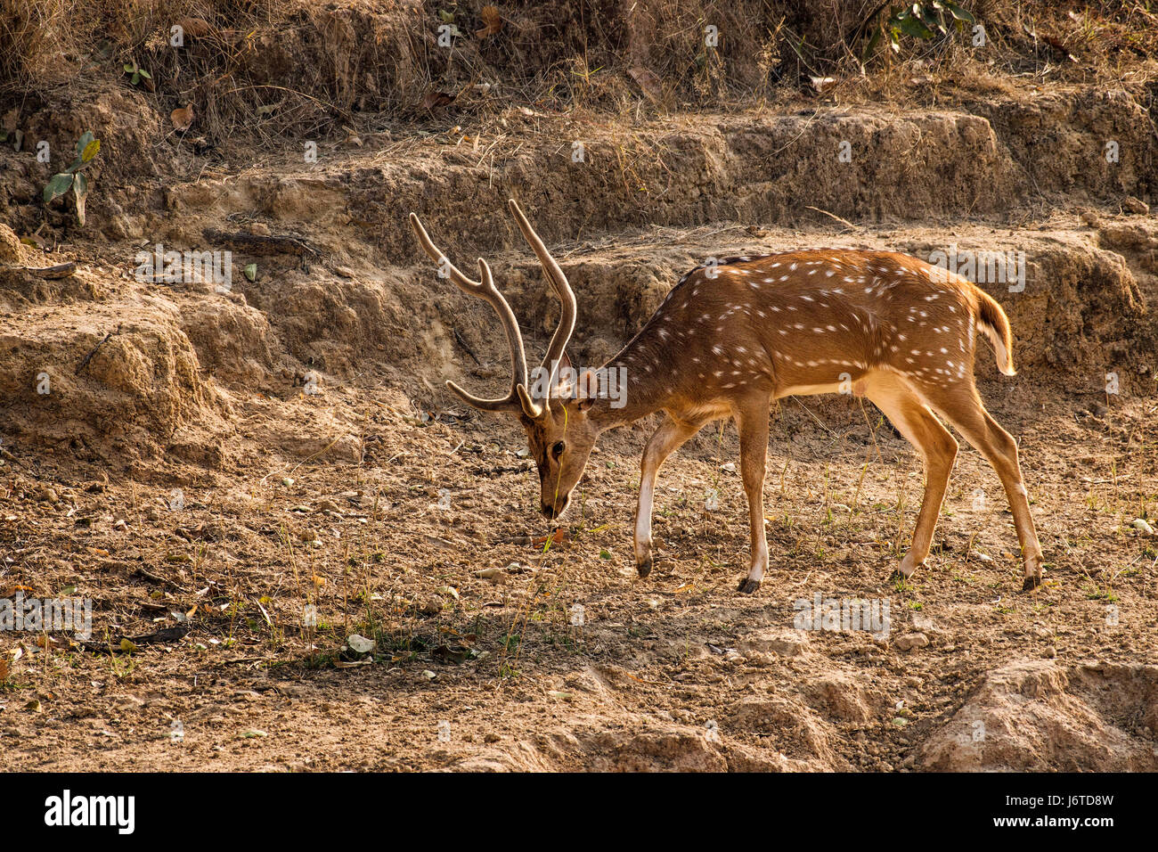 Gefleckte Rehe Stockfoto