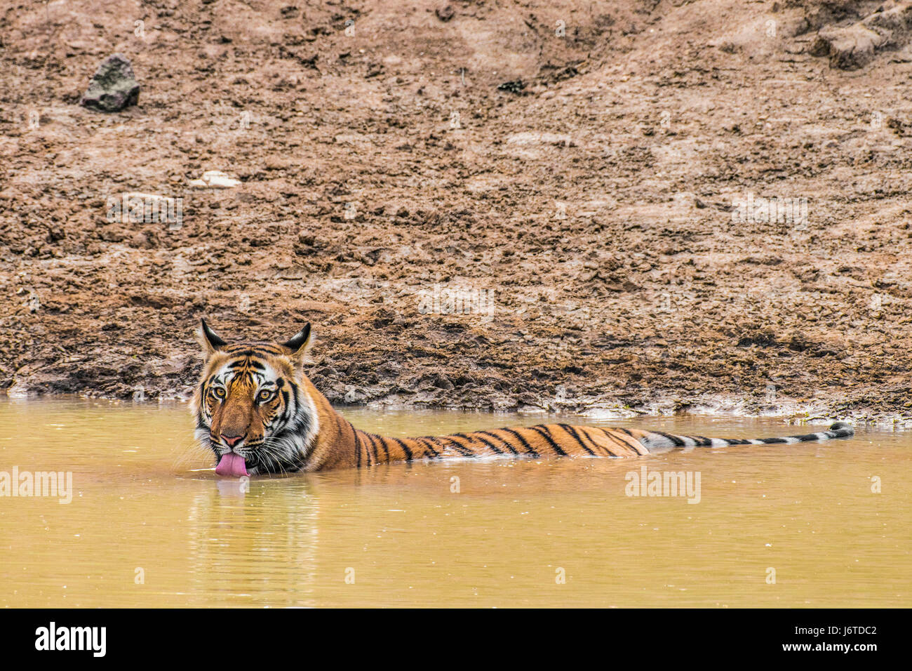 Tiger Bandhavgarh Indiens Stockfoto