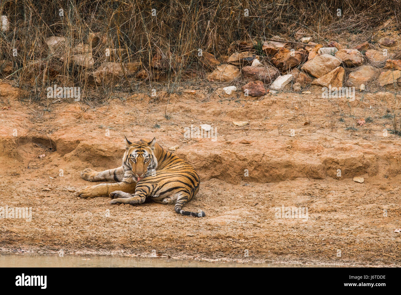 Tiger Bandhavgarh Indiens Stockfoto