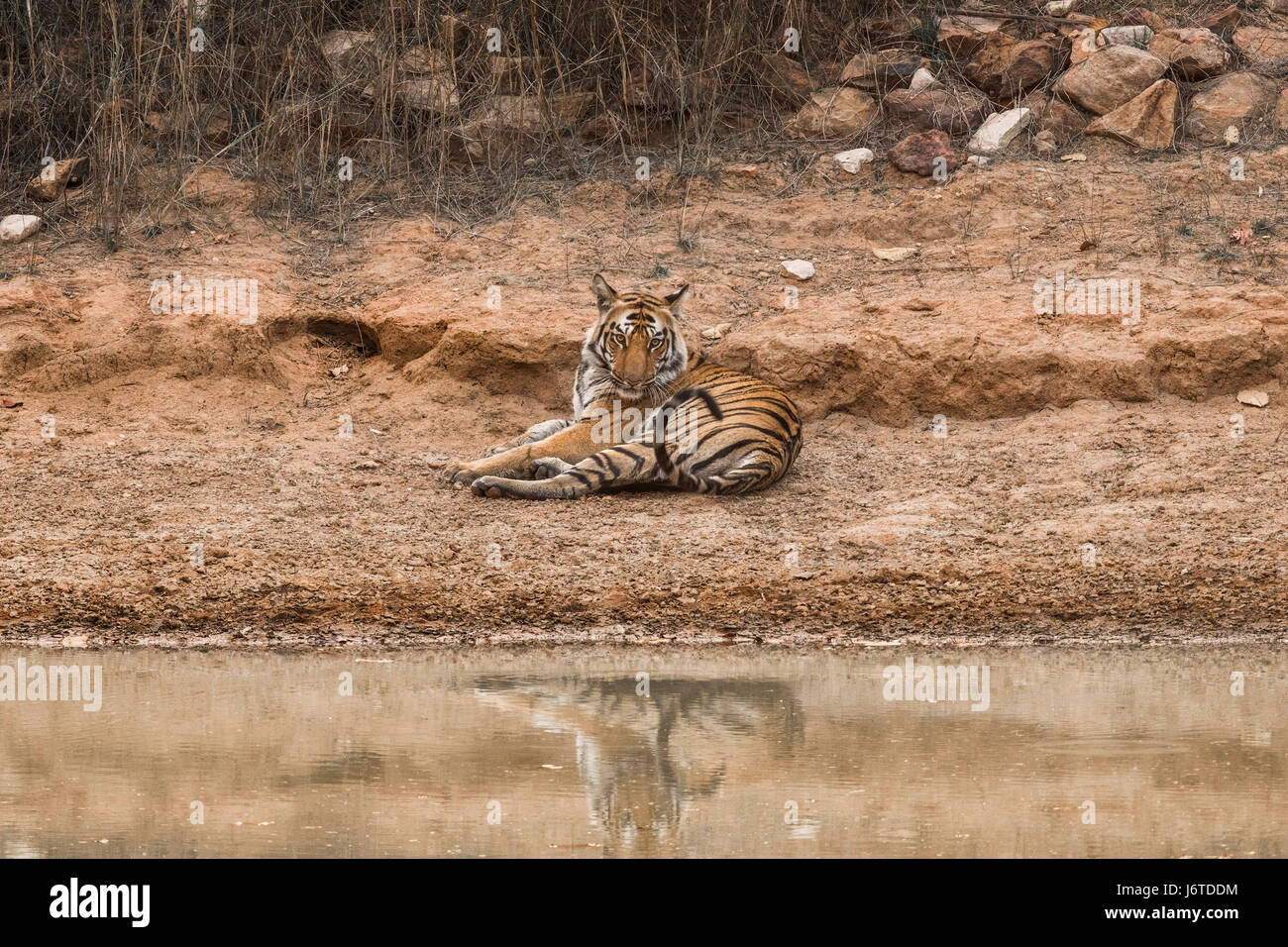 Tiger Bandhavgarh Indiens Stockfoto