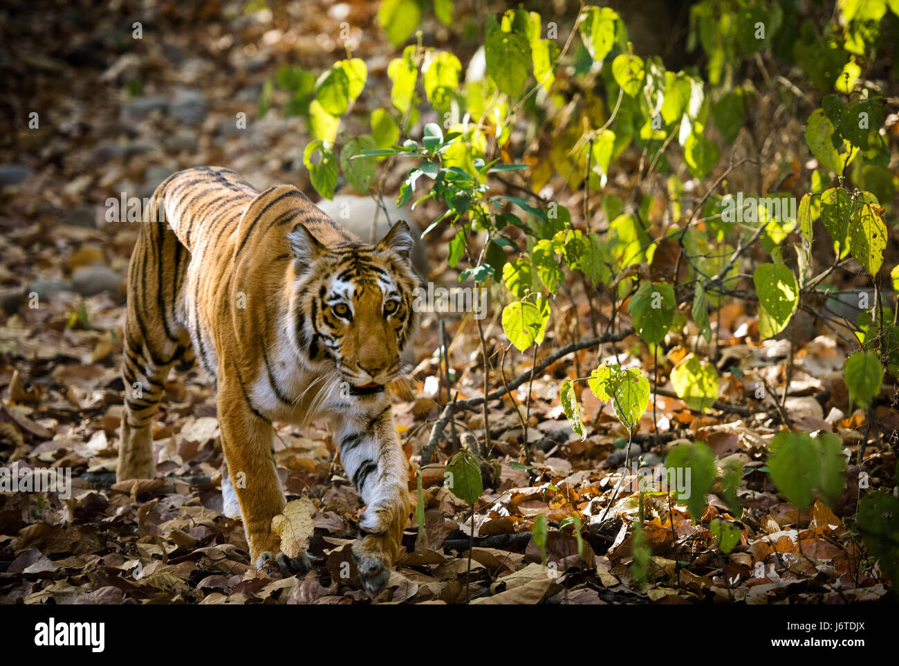 Tiger-Nahaufnahmen Stockfoto