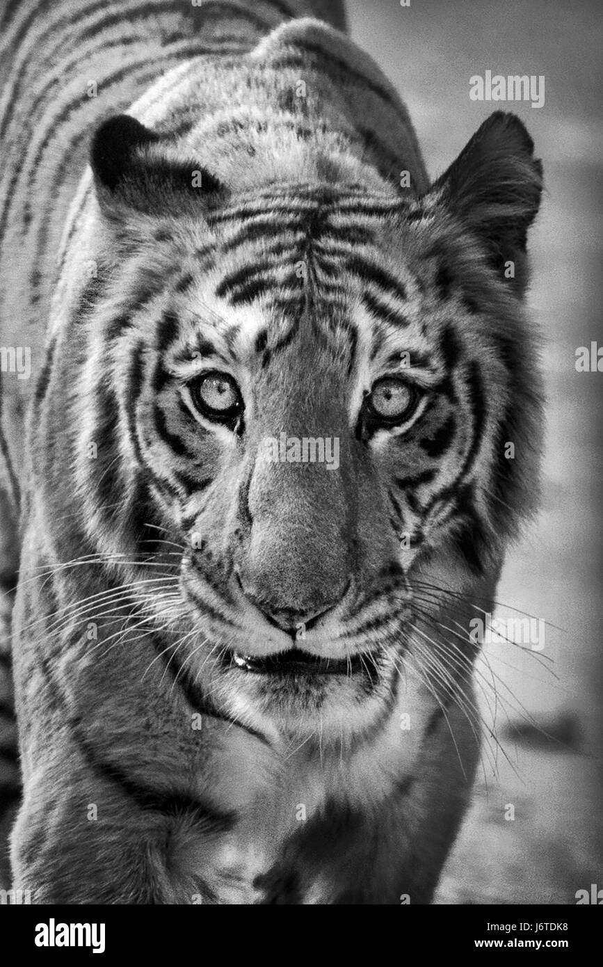 Tiger-Nahaufnahmen Stockfoto