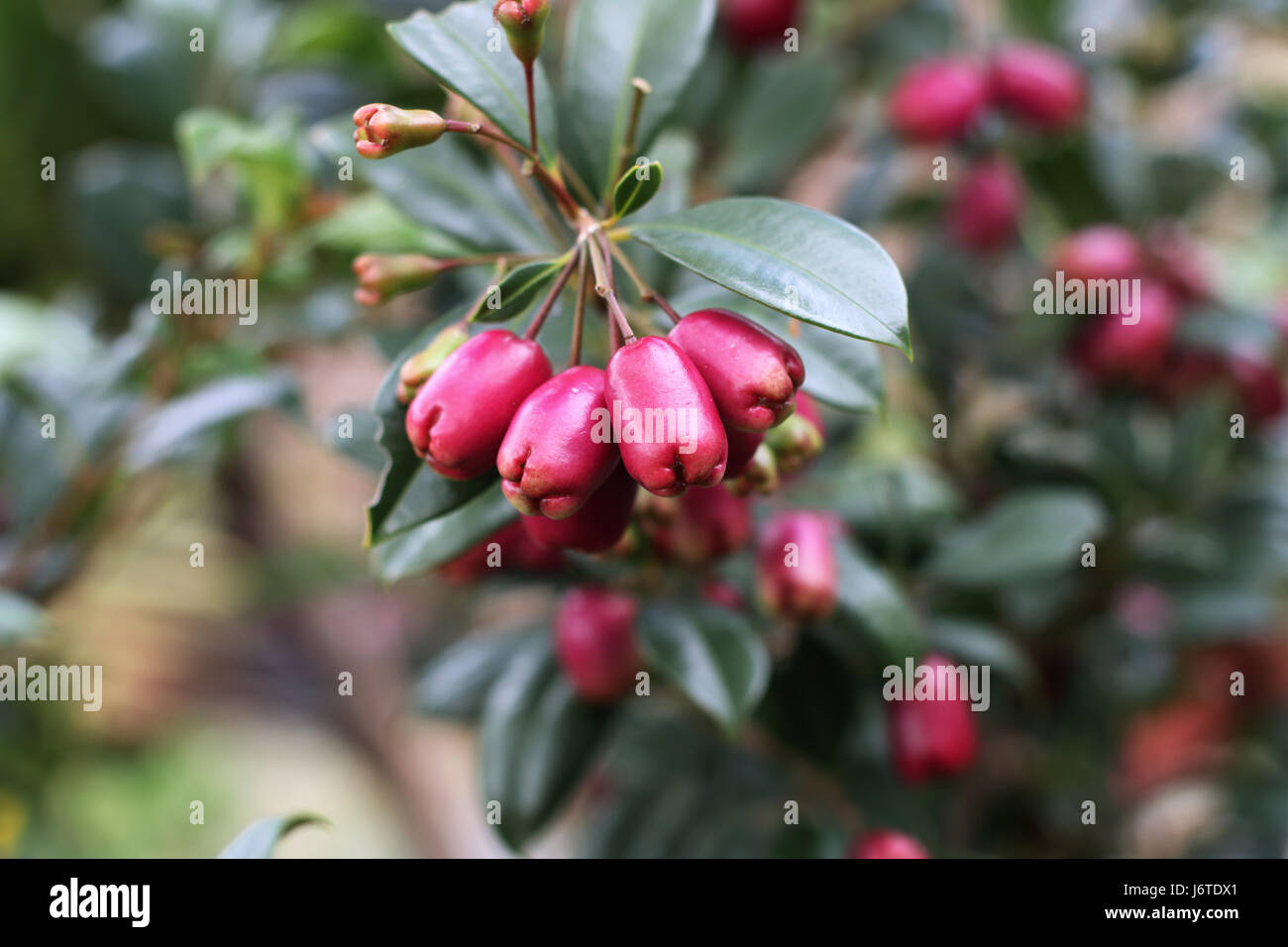 Syzygium australe Stockfoto