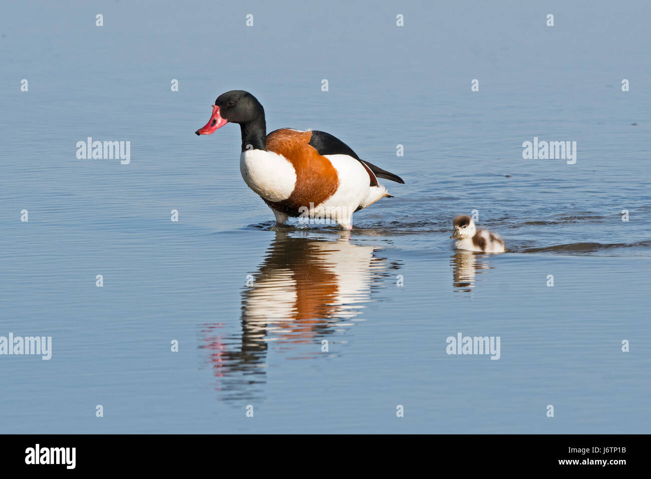 Cley Norfolk Wildlife Trust Reserve, North Norfolk, Großbritannien. 22. Mai 2017. Eine männliche gemeinsame Brandgans Tadorna Tadorna begleitet eine versprengter Küken auf dem kratzen bei Cley Norfolk Wildlife Trust Reserve, North Norfolk UK Credit: David Tipling Foto Bibliothek/Alamy Live News Stockfoto