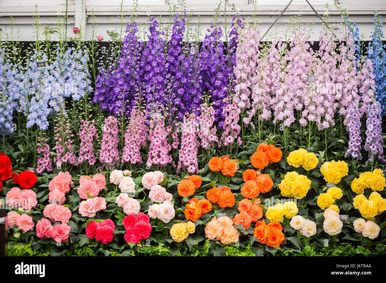 London, UK. 22. Mai 2017. RHS Chelsea Flower Show © Guy Corbishley/Alamy Live-Nachrichten Stockfoto