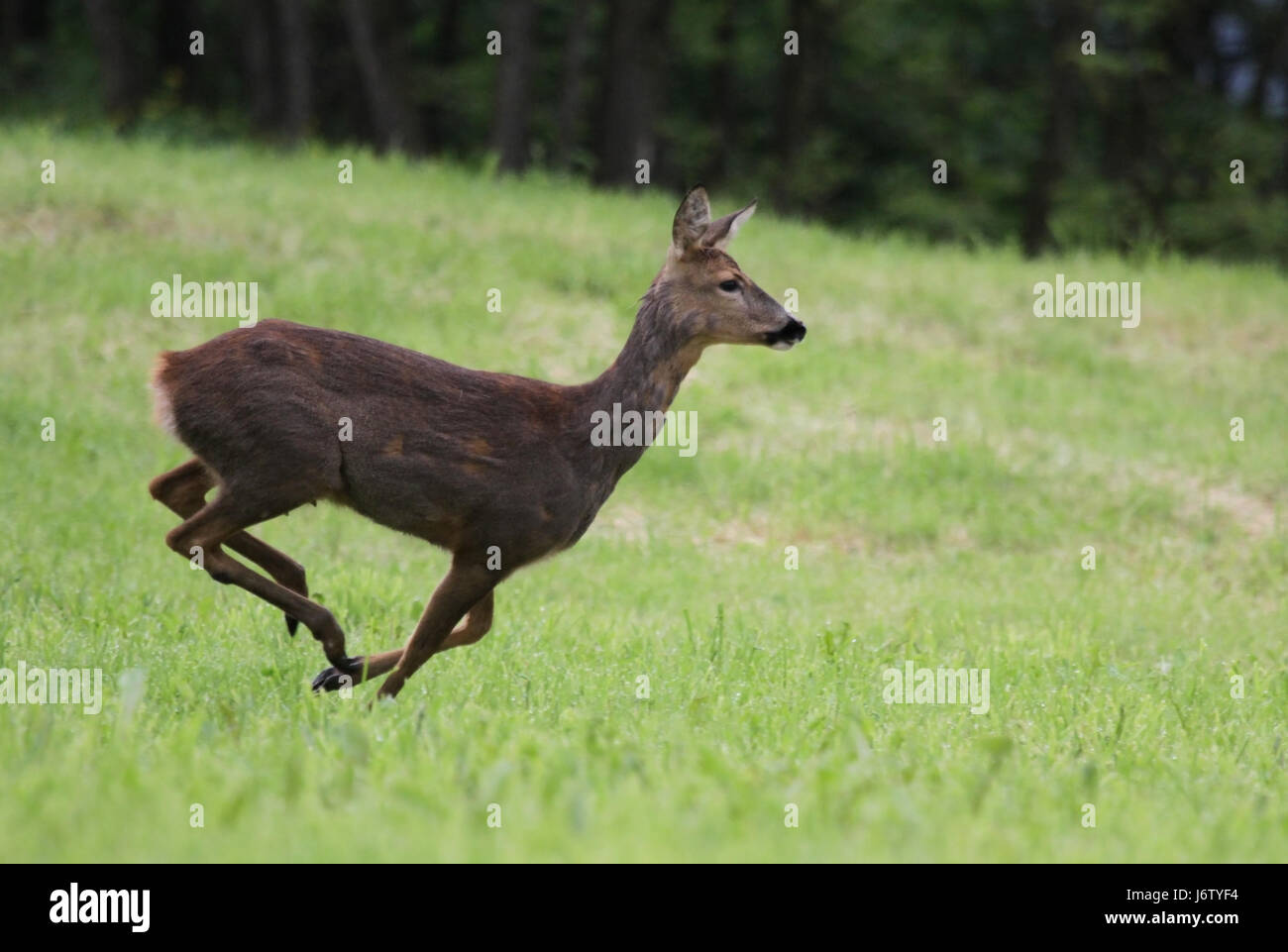 Sechserbock Stockfotos und -bilder Kaufen - Alamy