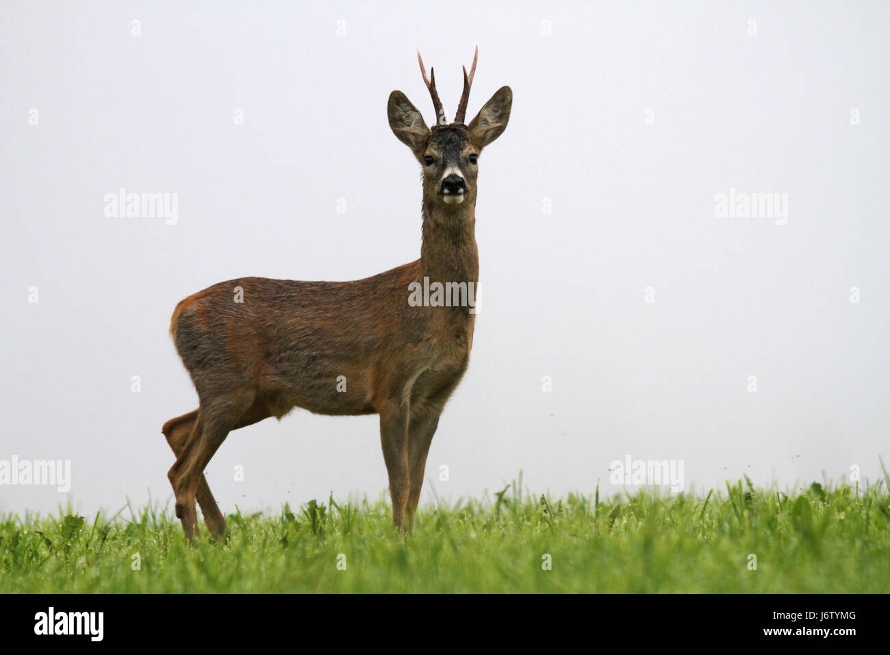 Sechserbock Stockfotos und -bilder Kaufen - Alamy