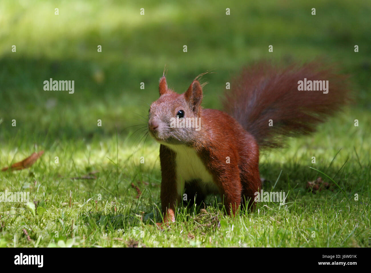 Tierhaut Kreatur Eichhörnchen niedliche Wiese Tier Säugetier Haut Kreatur Eichhörnchen Stockfoto