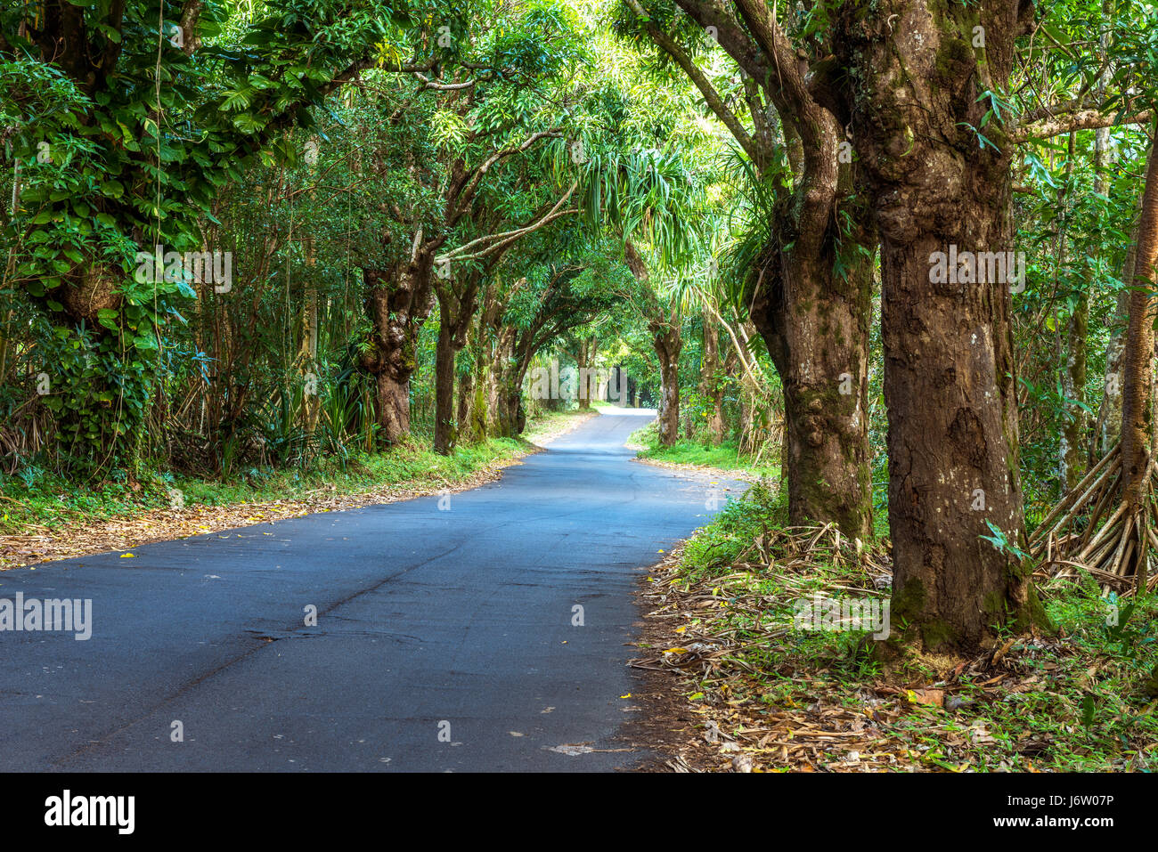 Ein Blätterdach der Bäume auf einer abgelegenen Straße in Hawaii erstellt eine beeindruckende Szene als man fährt durch den grünen Wald. Stockfoto