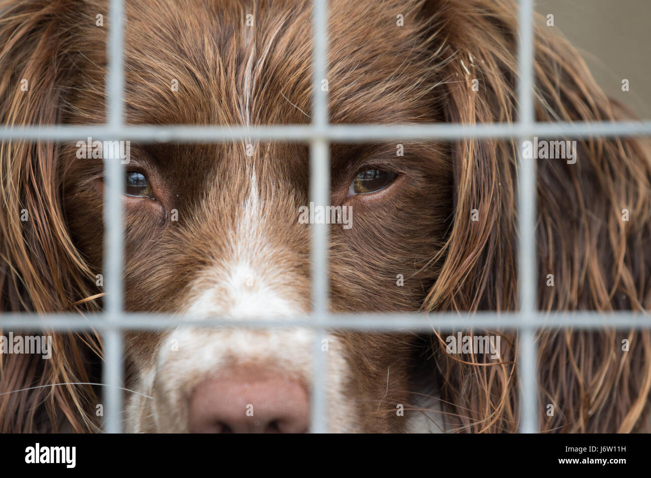 Springer Spaniel Gebrauchshund, schaut aus seiner Hundehütte, Swansea, Vereinigtes Königreich, 21. Juli 2016. Stockfoto