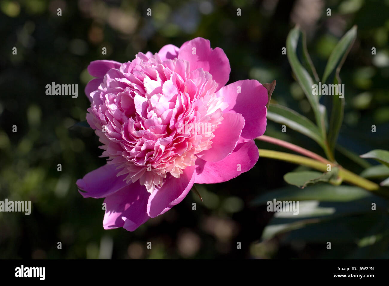 Garten Blume Pflanze stieg lila Gärten rosa Farbe Garten Blume Heckenpflanze Stockfoto